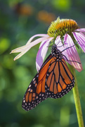 29th Jul 2021 - Monarch on Echinacea