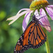 Monarch on Echinacea by kvphoto