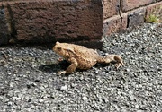 3rd Jul 2021 - Toad