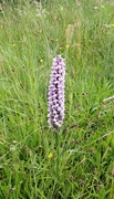 5th Jul 2021 - Common spotted orchid
