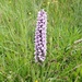 Common spotted orchid by roachling
