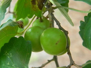 29th Jul 2021 - Unripe Grapes in Backyard 