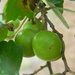 Unripe Grapes in Backyard  by sfeldphotos