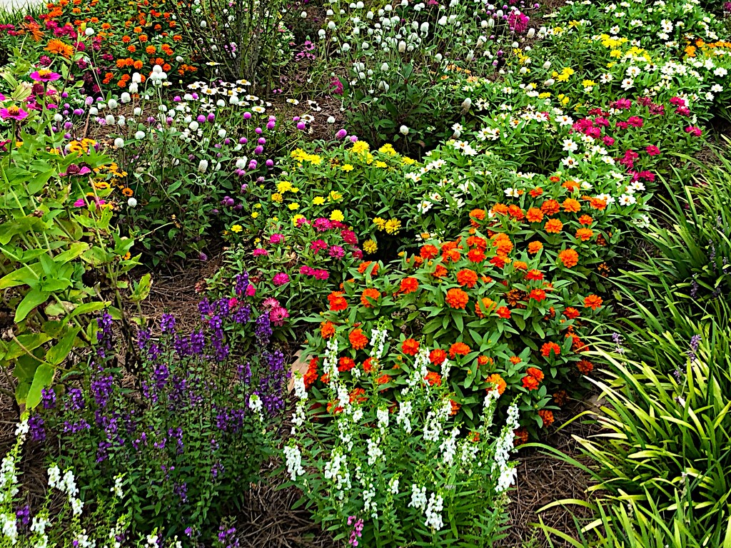 Summer blooms, Hampton Park Garden by congaree