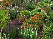 29th Jul 2021 - Summer blooms, Hampton Park Garden
