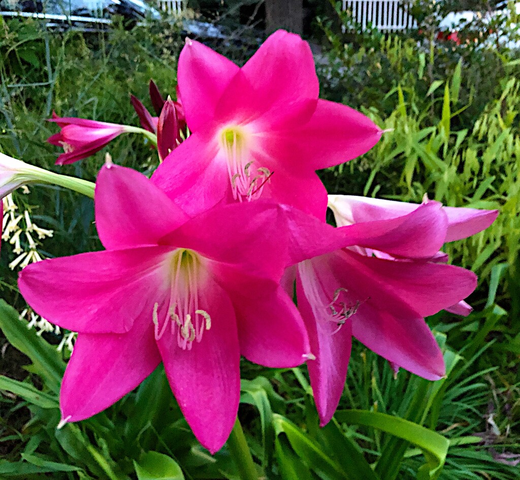 Belladonna lilies, Hampton Park Garden by congaree