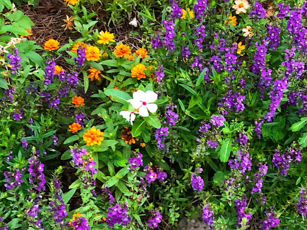 Summer blooms, Hampton Park Garden by congaree
