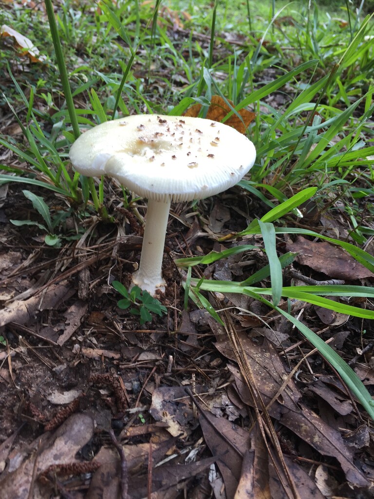 "Fantastic Fungi" in my front yard by margonaut