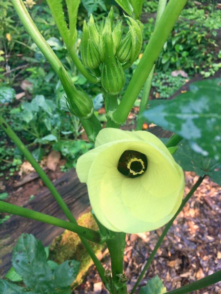 Blooming okra by margonaut