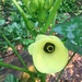 Blooming okra by margonaut