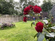 30th Jul 2021 - Red rose