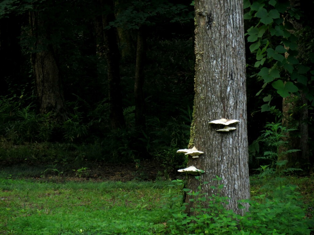 Shelf Fungus by grammyn