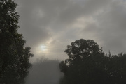 29th Jul 2021 - Foggy Morning