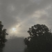 Foggy Morning by nickspicsnz