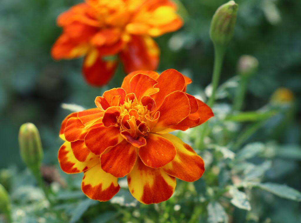 Marigolds by 365projectorgheatherb
