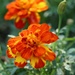Marigolds by 365projectorgheatherb