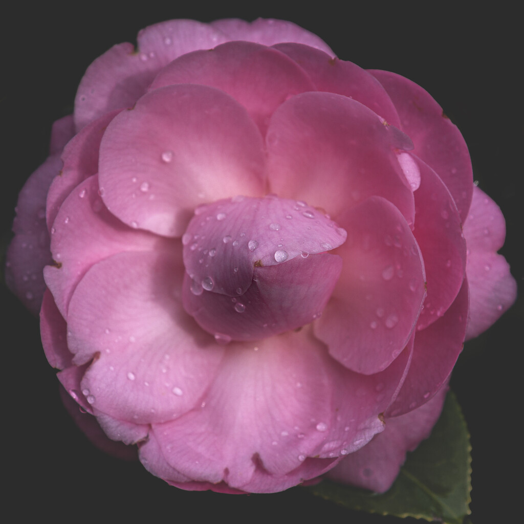 Raindrops on Camellia by nickspicsnz