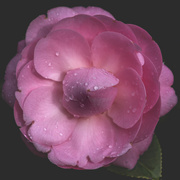 27th Jul 2021 - Raindrops on Camellia