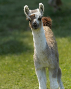 26th Jul 2021 - Baby Llama