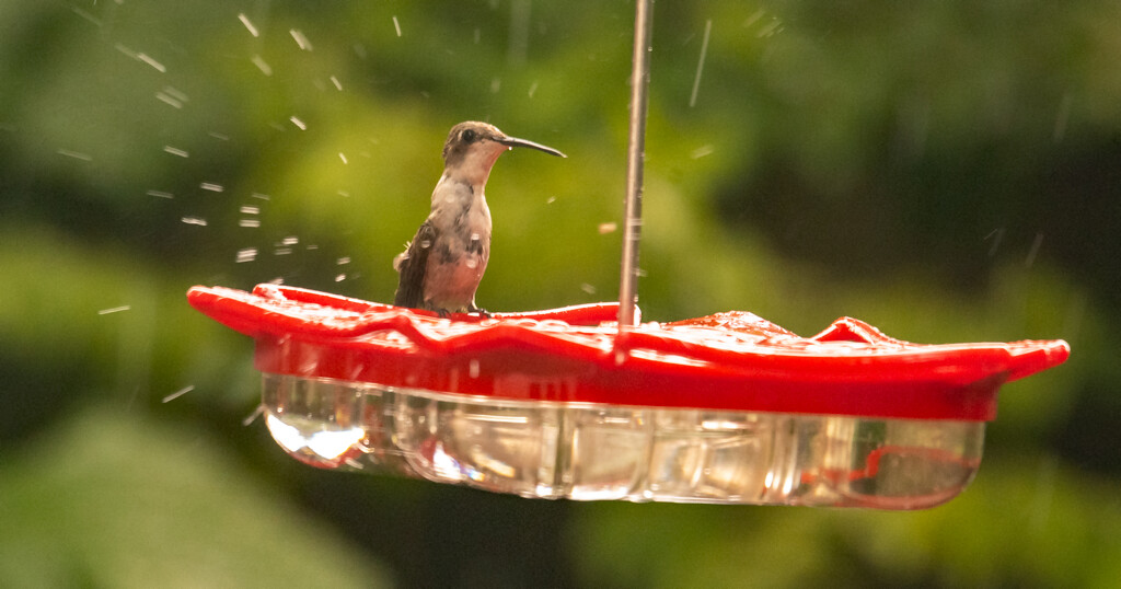 Hummingbird in the Rain! by rickster549
