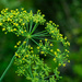 Dill... by thewatersphotos