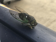 29th Jul 2021 - End of the Cicadas