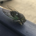 End of the Cicadas by homeschoolmom