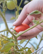 27th Jul 2021 - first tomato
