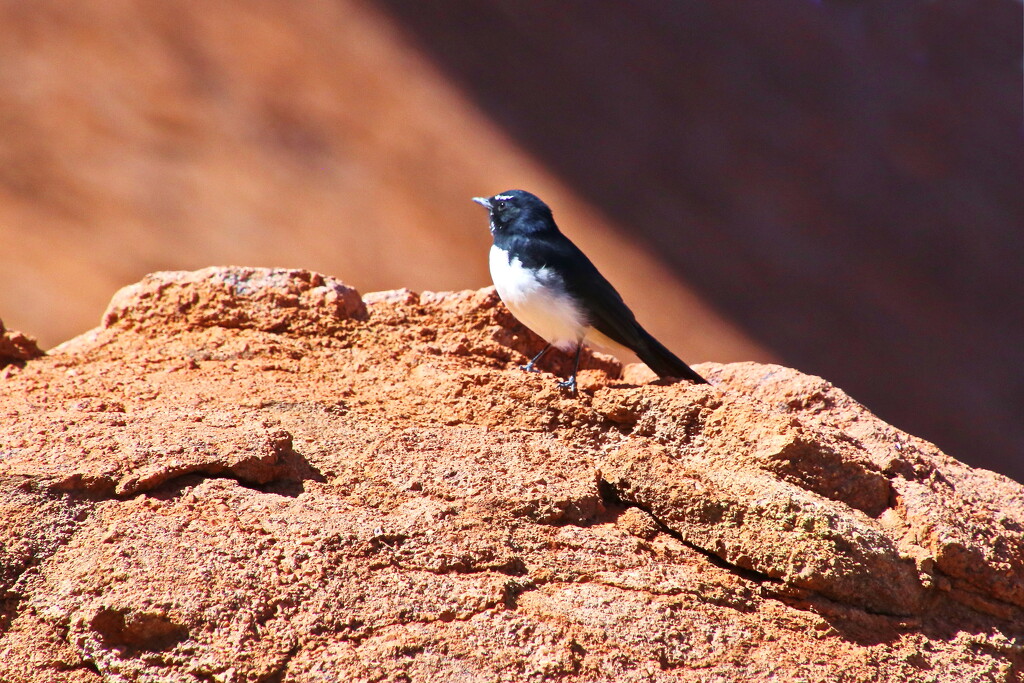 Willy Wagtail by terryliv