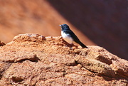 1st Jul 2021 - Willy Wagtail