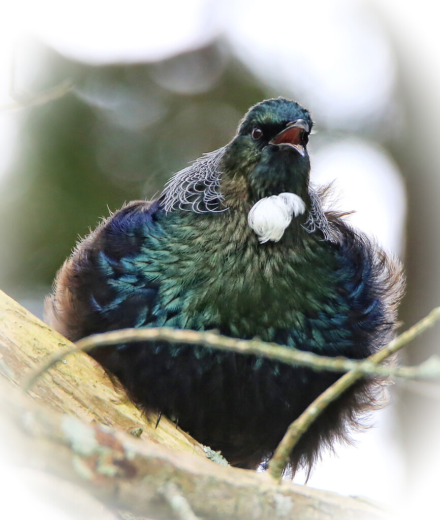 Another of Mr Tui by rustymonkey