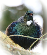 30th Jul 2021 - Another of Mr Tui