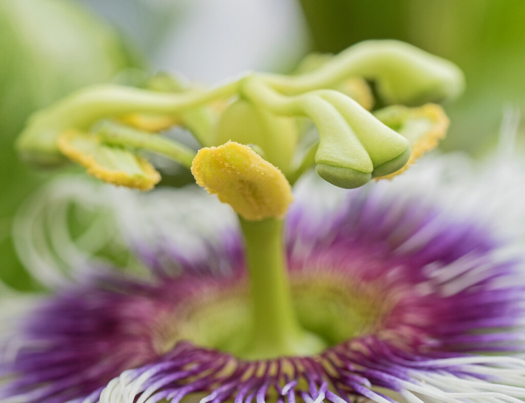 Passion Fruit flower, by ianjb21