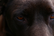 2nd Jul 2021 - brown dog