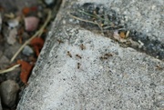 28th Jul 2021 - Ants