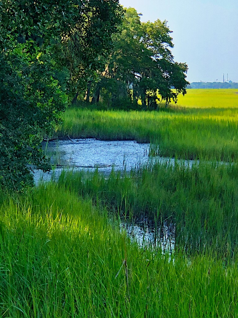 Afternoon marsh scene by congaree