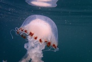 29th Jul 2021 - SWIMMING WITH JELLIES - SEVEN