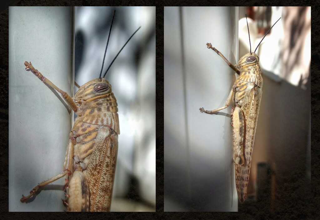 A Locust  by salza