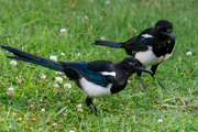 29th Jul 2021 - One for sorrow two for joy