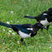 One for sorrow two for joy by stevejacob