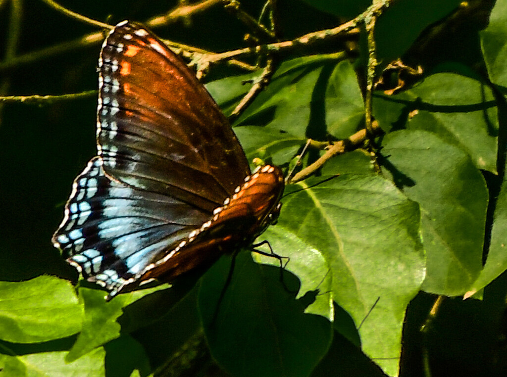 Red Spotted Purple Butterfly by kareenking