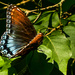 Red Spotted Purple Butterfly by kareenking