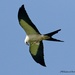 LHG4994- swallowTail Kite with JuneBug by rontu