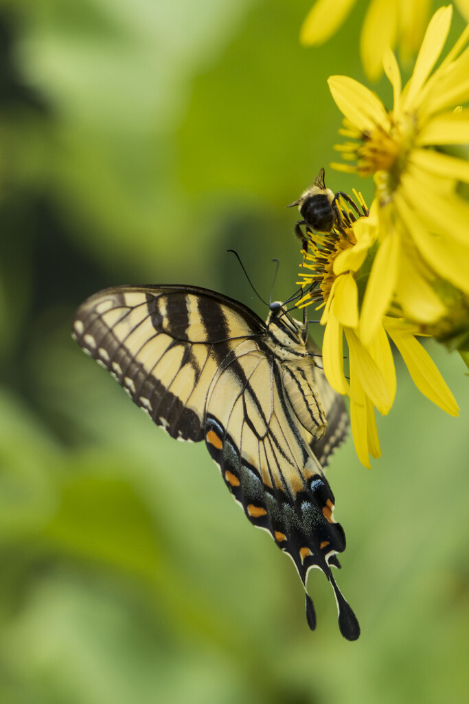 Butterfly & Bee by kvphoto