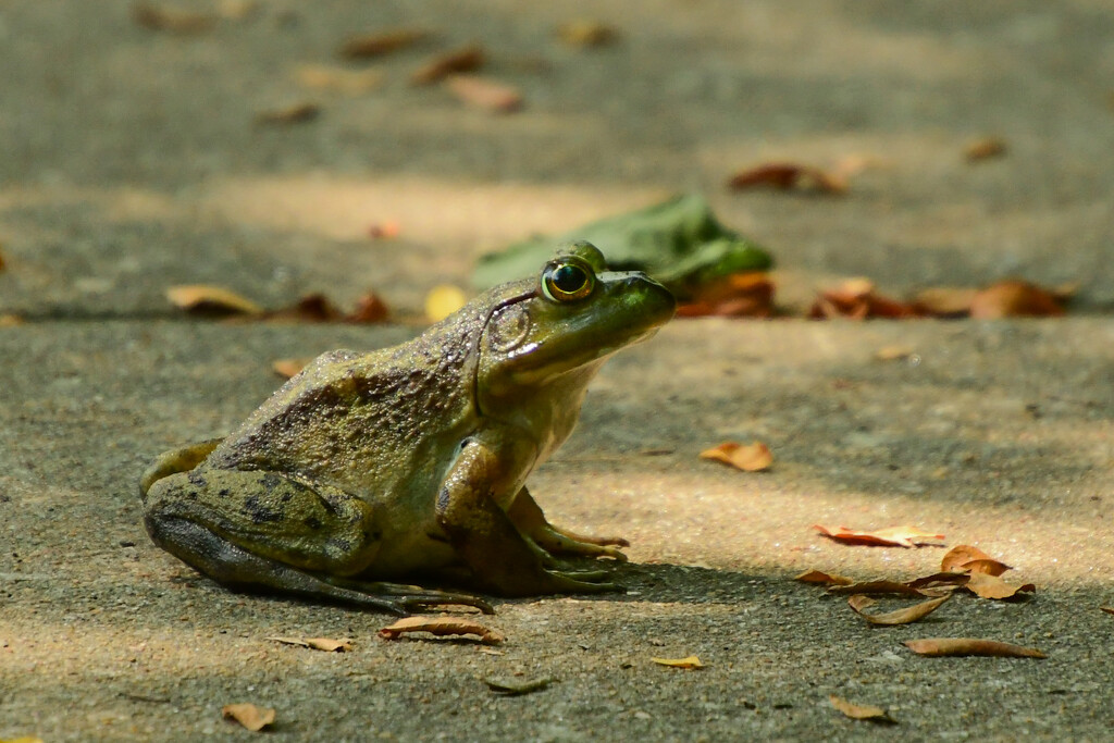 Bullfrog on Sidewalk by kareenking