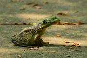26th Jul 2021 - Bullfrog on Sidewalk