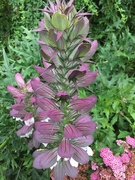 30th Jul 2021 - Acanthus (we know this as wbears breeches)