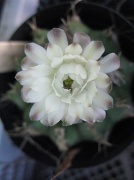 15th Feb 2010 - Cactus