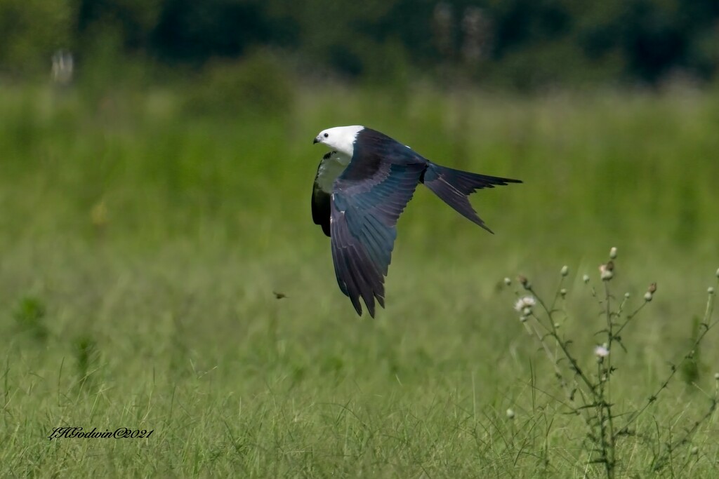 LHG4859- swallowTail Kite swoop for June Bug by rontu