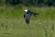 30th Jul 2021 - LHG4859- swallowTail Kite swoop for June Bug
